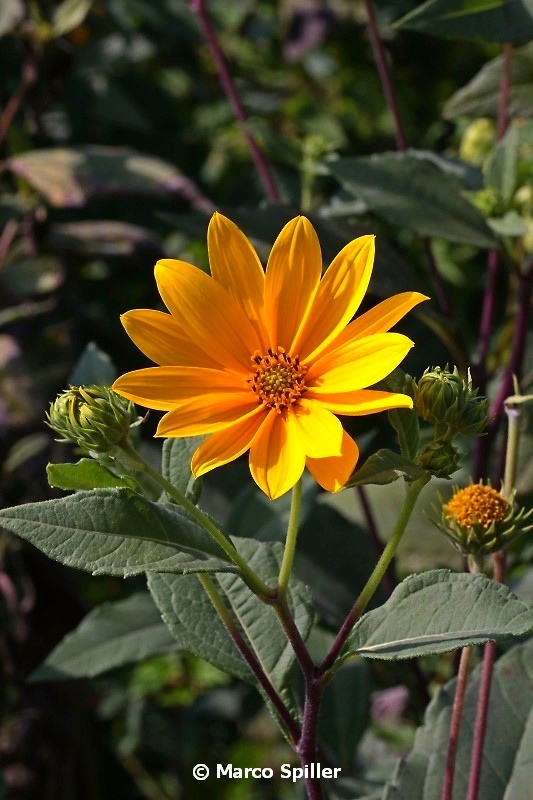 Helianthus tuberosus (Asteraceae)